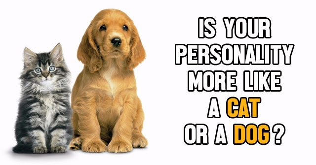 Is Your Personality More LIke A Cat Or A Dog?