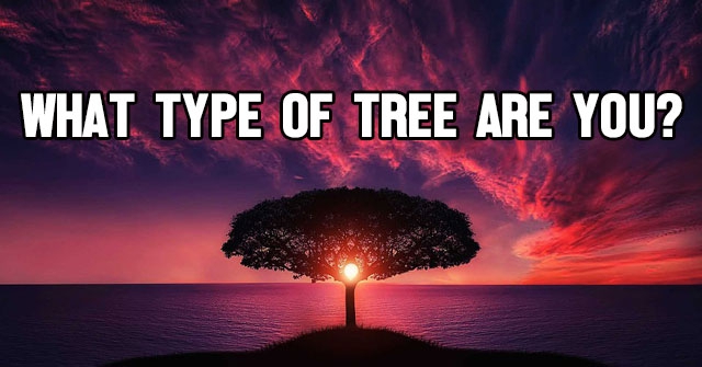 What Type Of Tree Are You?