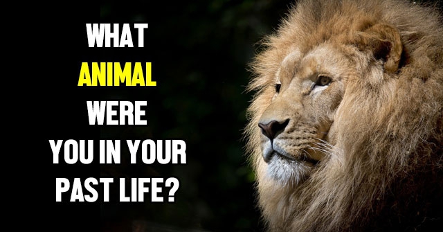 What Animal Were You In Your Past Life? | QuizLady