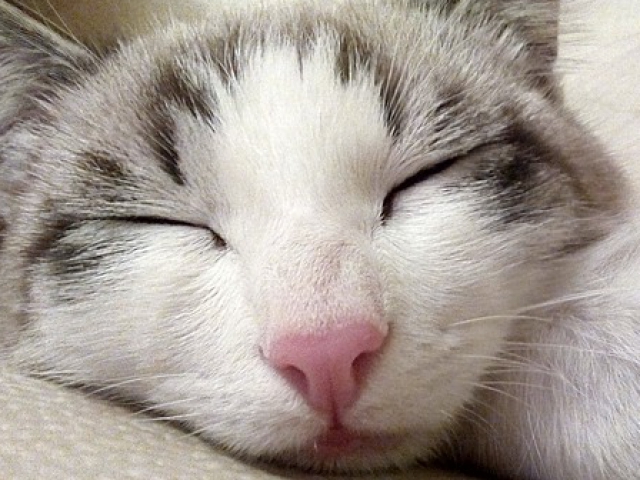 Do you ever sneak in a cat nap?