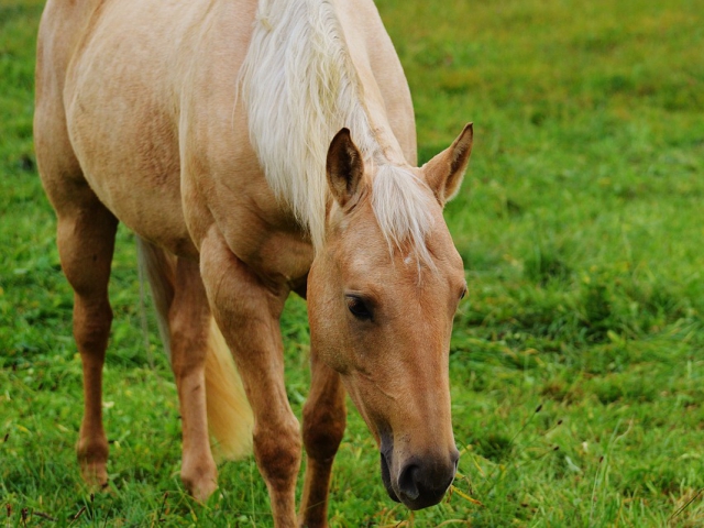 Pick an animal whose temperament best matches yours.