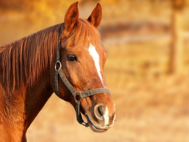 Your group of friends suggest going horseback riding. What's your reaction?