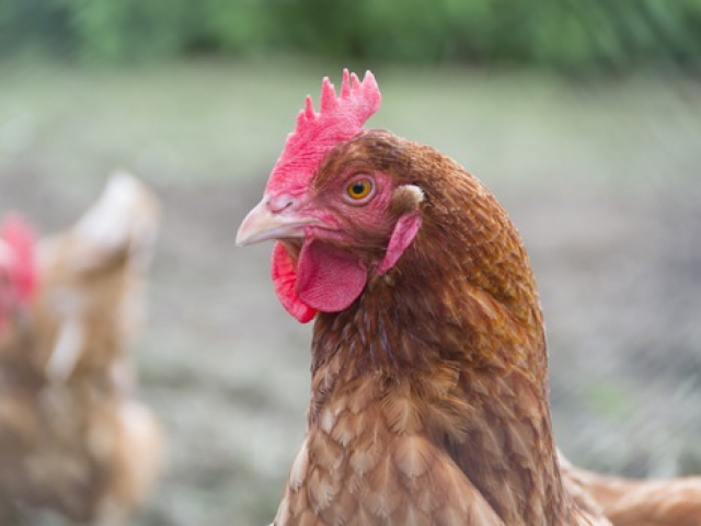 What is the difference between a rooster and hen?