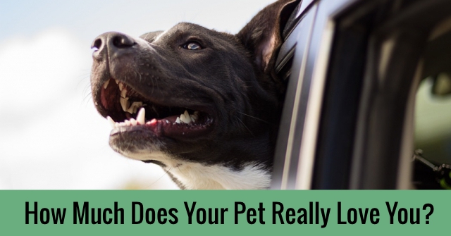How Much Does Your Pet Really Love You?