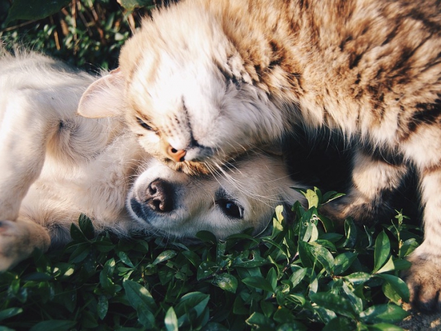 Are you more of a cat person or a dog person?