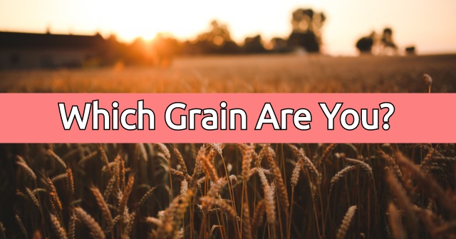 Which Grain Are You?