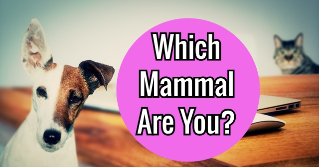 Which Mammal Are You?
