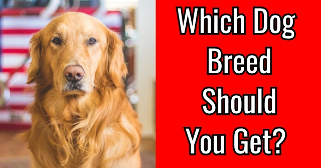 Which Dog Breed Should You Get? QuizLady