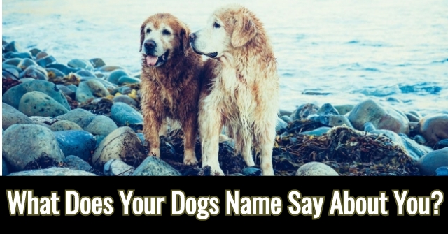 What Does Your Dogs Name Say About You?