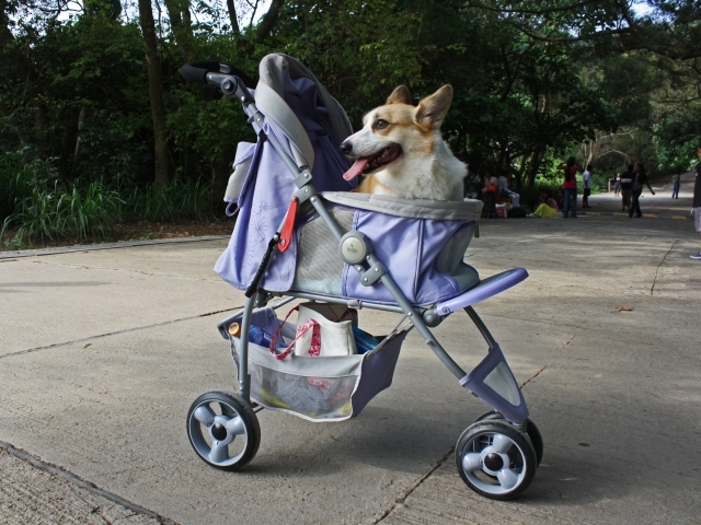 Be honest, have you ever pushed your dog around in a stroller?