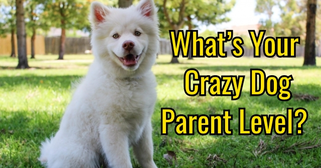 What’s Your Crazy Dog Parent Level?