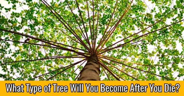 What Type of Tree Will You Become After You Die?