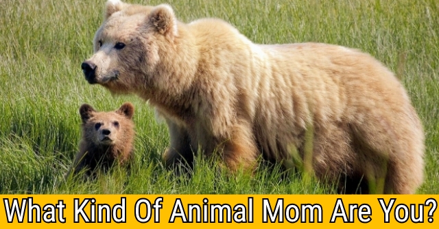 What Kind Of Animal Mom Are You? | QuizLady