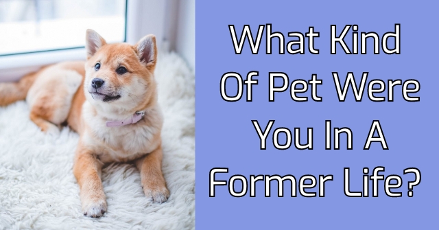 What Kind Of Pet Were You In A Former Life?